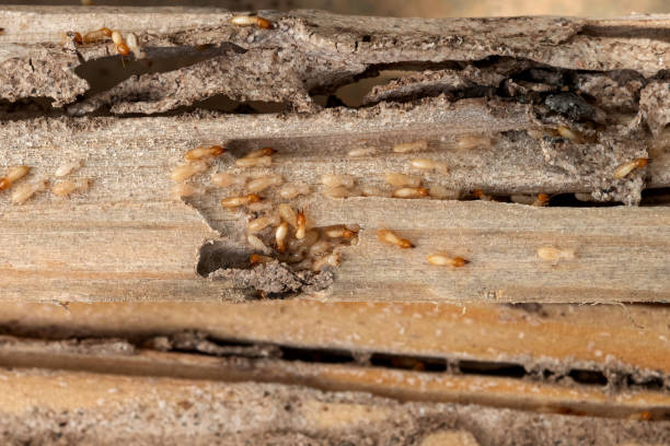 Best Wildlife Control Services  in Ventress, LA
