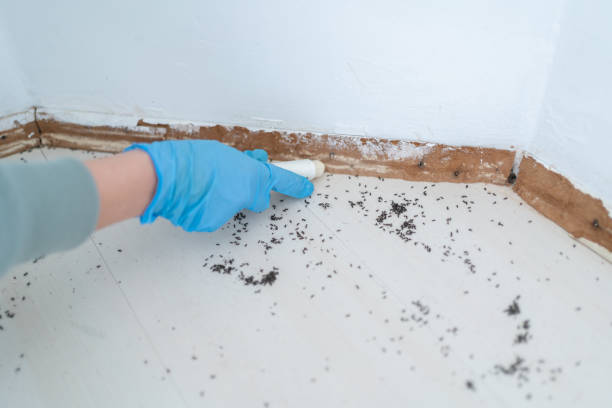 Best Residential Pest Control  in Ventress, LA